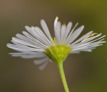 Daisy fleabane