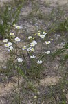 Daisy fleabane