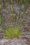 Flattened pipewort