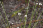 Flattened pipewort