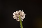 Flattened pipewort