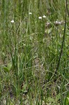 Flattened pipewort