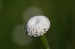 Tenangle pipewort