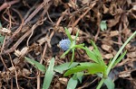 Creeping eryngo