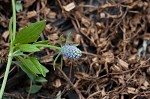 Creeping eryngo