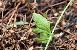 Creeping eryngo