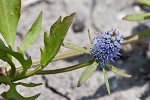 Creeping eryngo