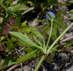 Creeping eryngo