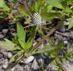 Creeping eryngo