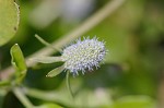 Creeping eryngo