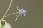 Creeping eryngo