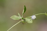 Creeping eryngo