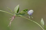 Creeping eryngo