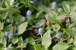 Creeping eryngo