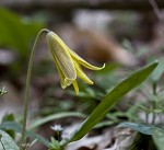 Dogtooth violet