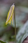 Dogtooth violet