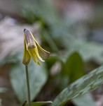 Dogtooth violet