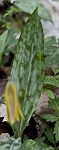 Dogtooth violet