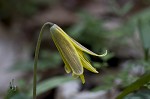 Dogtooth violet