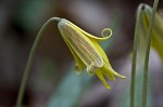 Dogtooth violet