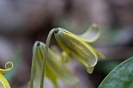 Dogtooth violet