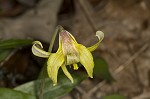 Dogtooth violet