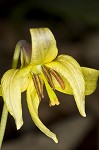 Dogtooth violet