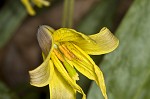 Dogtooth violet