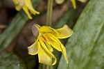 Dogtooth violet