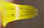 Dogtooth violet