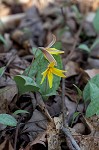 Yellow troutlily