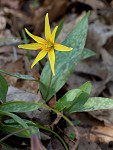 Yellow troutlily