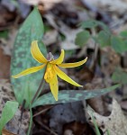 Yellow troutlily