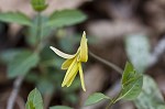 Dimpled troutlily