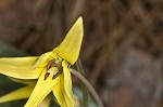 Dimpled troutlily