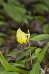 Dimpled troutlily