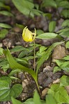 Dimpled troutlily