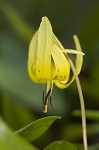 Dimpled troutlily