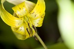 Dimpled troutlily