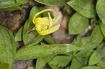 Dimpled troutlily