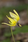 Dimpled troutlily