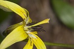 Dimpled troutlily