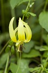 Dimpled troutlily