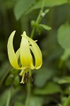 Dimpled troutlily