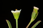 Curits' spurge