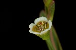 Curits' spurge