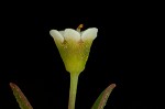 Curits' spurge