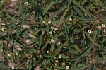 Curits' spurge