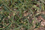 Curits' spurge