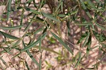 Curits' spurge